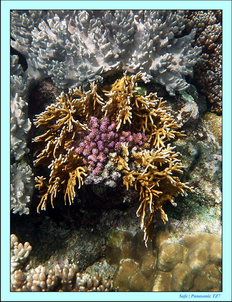 2012 - 07 - Apoh Island 80